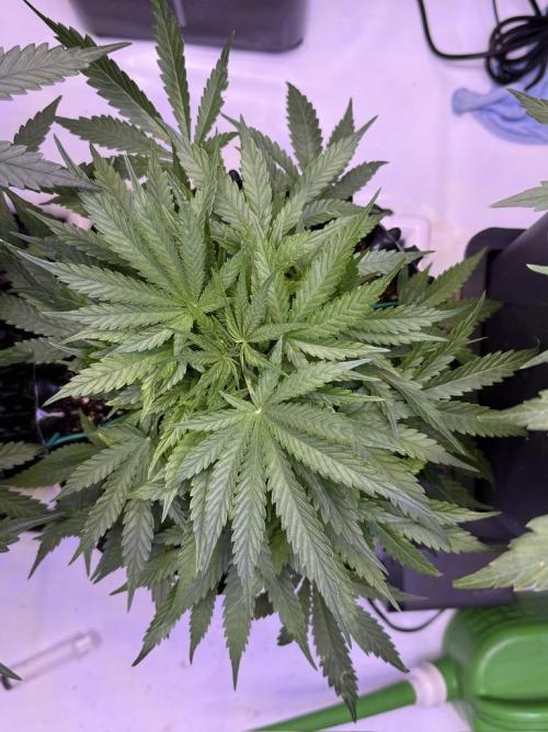 Bruce Banner 3- Autopot v Airpots. Week 5 - BB2-Day 33