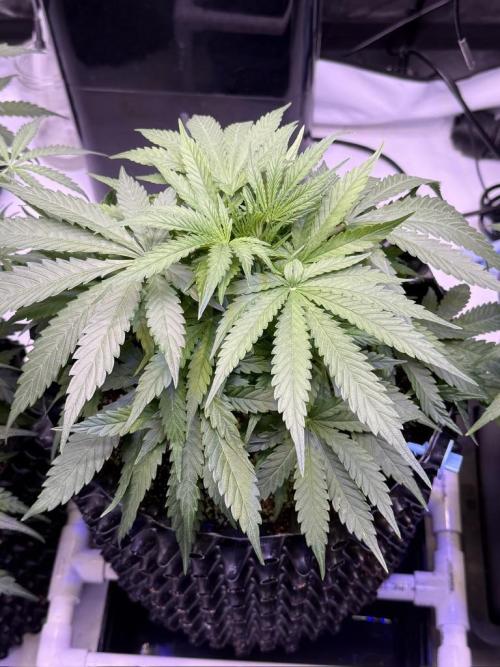 Bruce Banner 3- Autopot v Airpots. Week 5 - BB2-Day 31