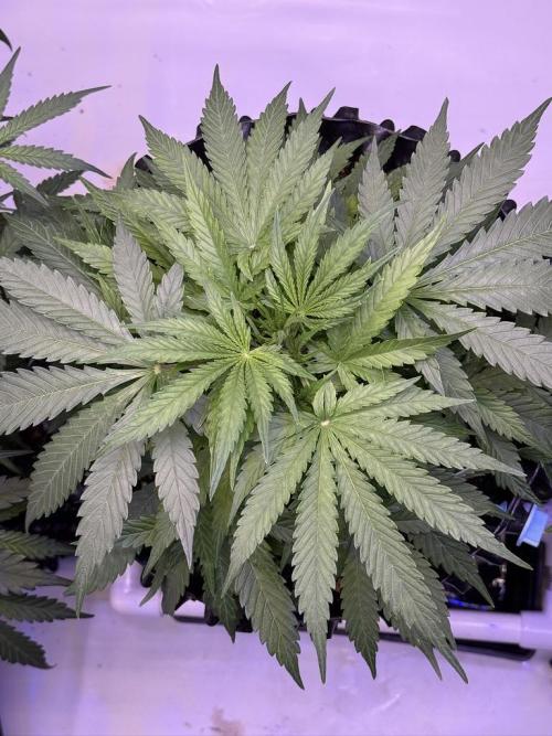 Bruce Banner 3- Autopot v Airpots. Week 5 - BB2-Day 31