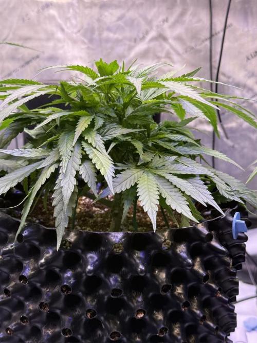 Bruce Banner 3- Autopot v Airpots. Week 5 - BB2-Day 31