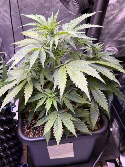 Bruce Banner 3- Autopot v Airpots. Week 5 - BB1-Day 35