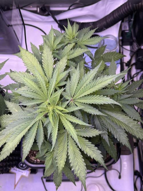 Bruce Banner 3- Autopot v Airpots. Week 5 - BB1-Day 35
