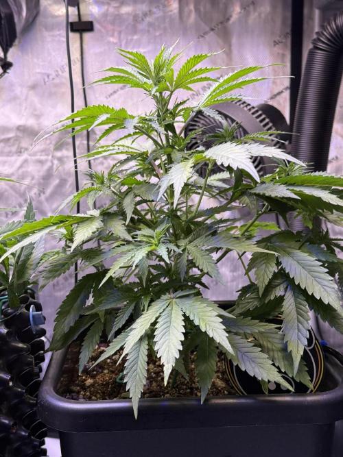 Bruce Banner 3- Autopot v Airpots. Week 5 - BB1-Day 35