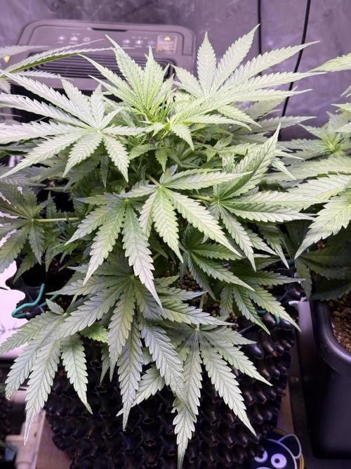Bruce Banner 3- Autopot v Airpots. Week 5 - BB2-Day 35