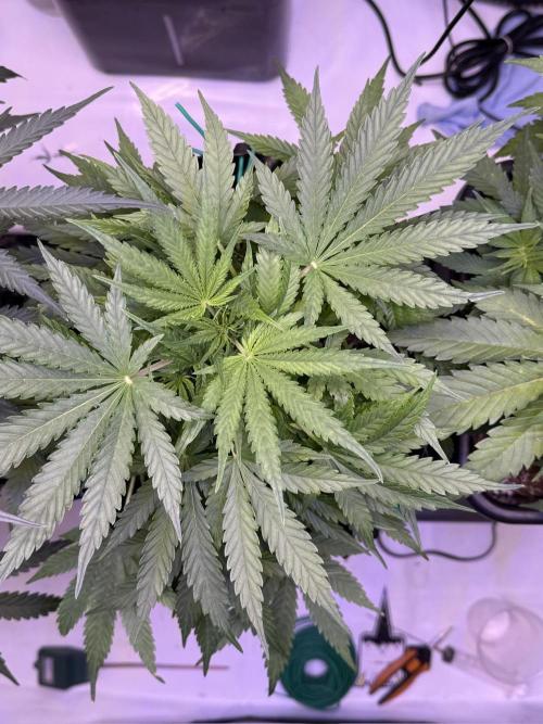 Bruce Banner 3- Autopot v Airpots. Week 5 - BB2-Day 35