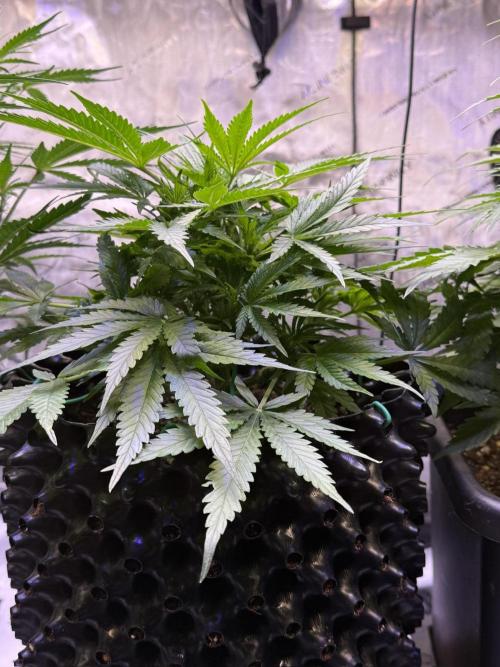 Bruce Banner 3- Autopot v Airpots. Week 5 - BB2-Day 35
