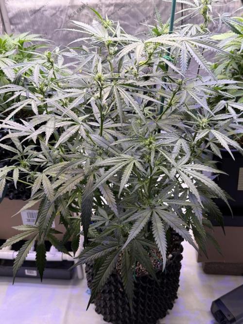 Jack Herer Auto. Week 7 - Day 47
