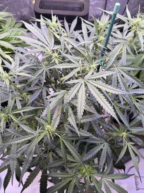 Jack Herer Auto. Week 7 - Day 47