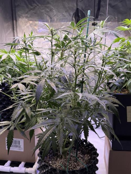 Jack Herer Auto. Week 7 - Day 47
