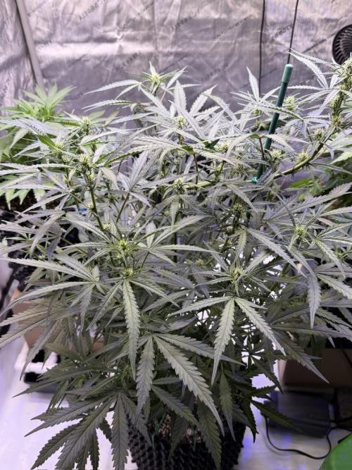 Jack Herer Auto. Week 7 - Day 49