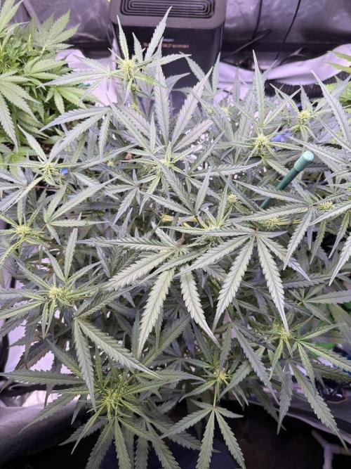 Jack Herer Auto. Week 7 - Day 49
