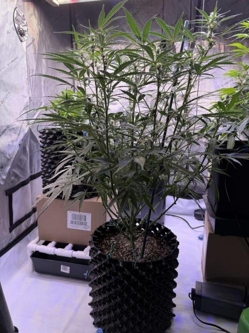 Jack Herer Auto. Week 7 - Day 49