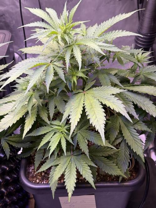 Bruce Banner 3- Autopot v Airpots. Week 6 - BB1-Day 36