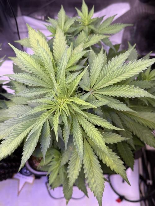 Bruce Banner 3- Autopot v Airpots. Week 6 - BB1-Day 36