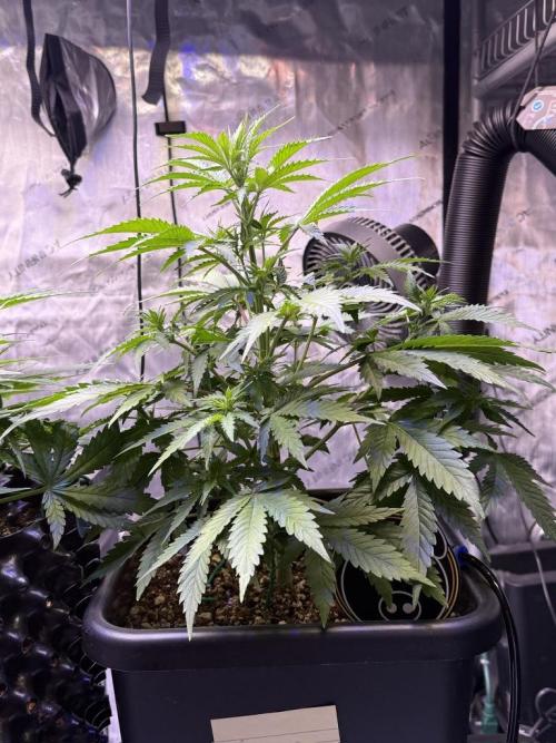 Bruce Banner 3- Autopot v Airpots. Week 6 - BB1-Day 36