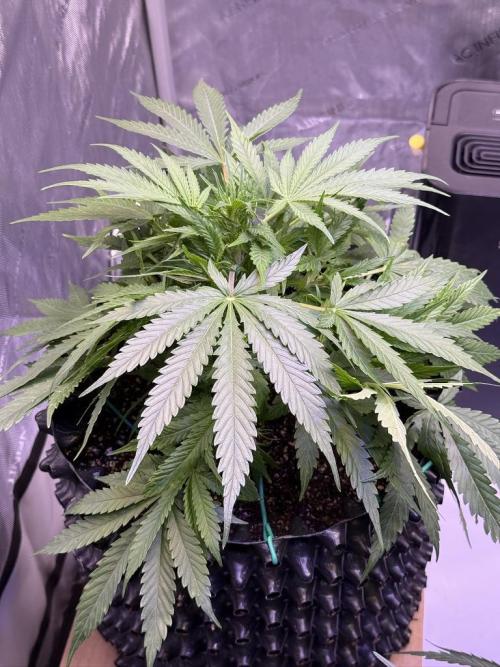 Bruce Banner 3- Autopot v Airpots. Week 6 - BB2-Day 36