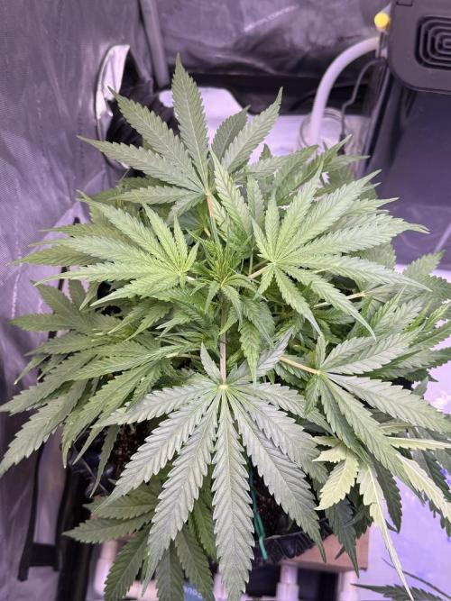 Bruce Banner 3- Autopot v Airpots. Week 6 - BB2-Day 36