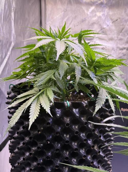 Bruce Banner 3- Autopot v Airpots. Week 6 - BB2-Day 36