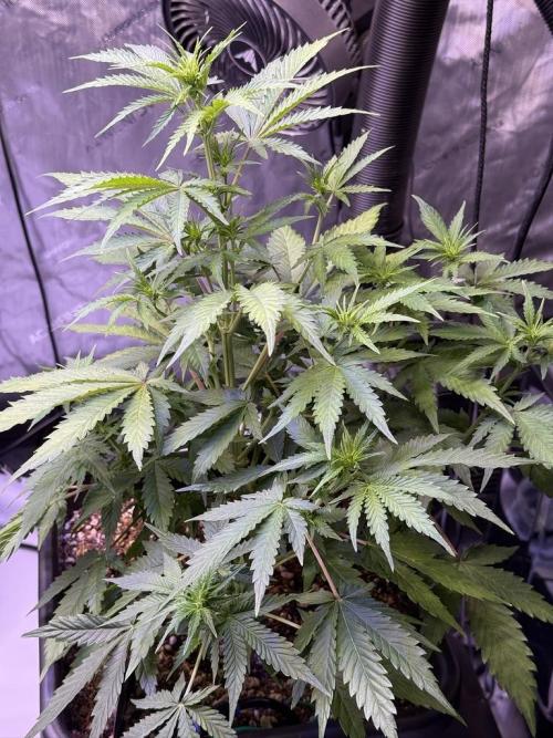 Bruce Banner 3- Autopot v Airpots. Week 6 - BB1-Day 38
