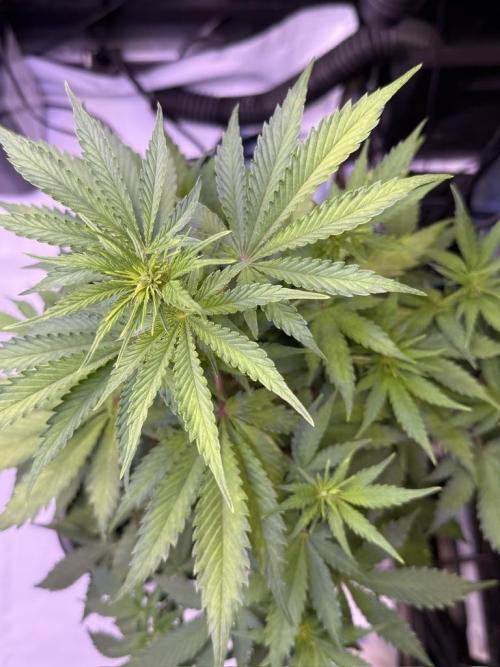 Bruce Banner 3- Autopot v Airpots. Week 6 - BB1-Day 38
