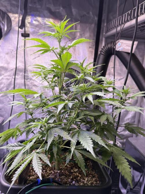 Bruce Banner 3- Autopot v Airpots. Week 6 - BB1-Day 38
