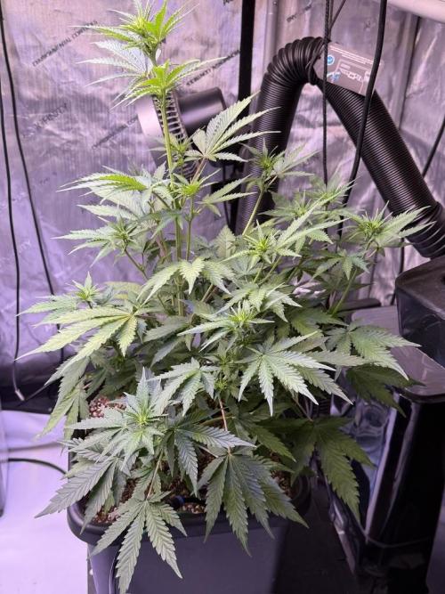 Bruce Banner 3- Autopot v Airpots. Week 6 - BB1-Day 40
