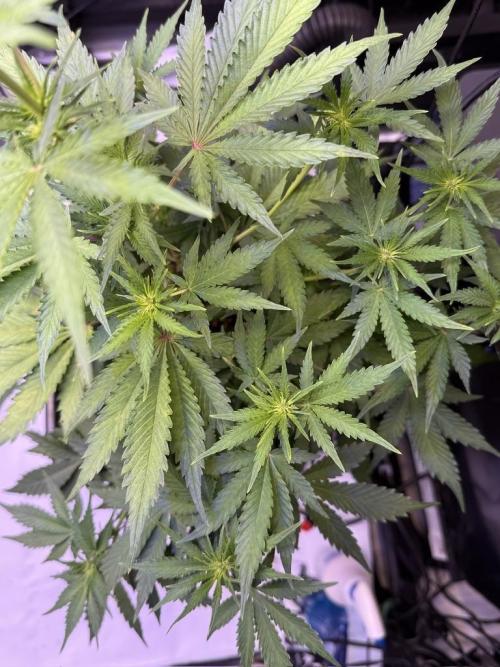 Bruce Banner 3- Autopot v Airpots. Week 6 - BB1-Day 40
