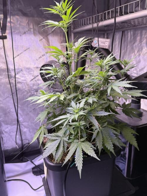 Bruce Banner 3- Autopot v Airpots. Week 6 - BB1-Day 40

