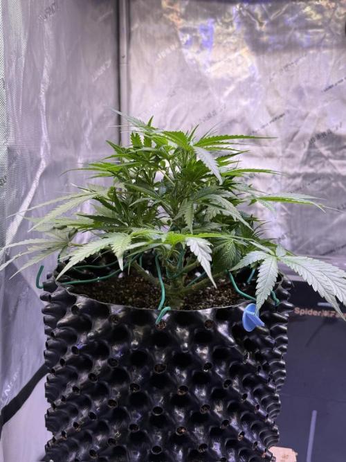 Bruce Banner 3- Autopot v Airpots. Week 6 - BB2-Day 38
