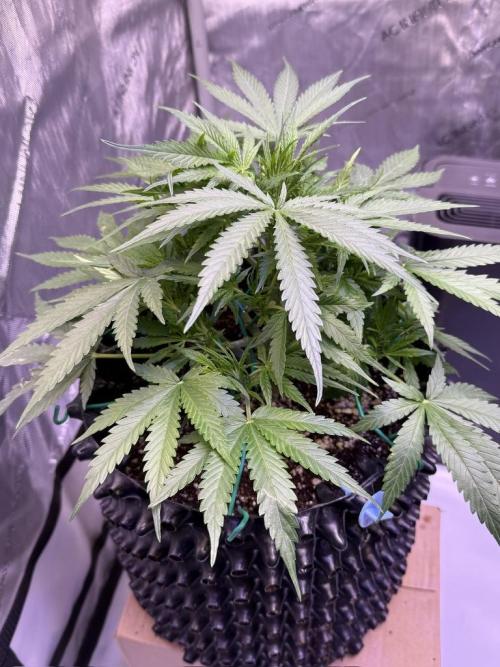Bruce Banner 3- Autopot v Airpots. Week 6 - BB2-Day 38
