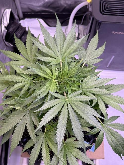 Bruce Banner 3- Autopot v Airpots. Week 6 - BB2-Day 38
