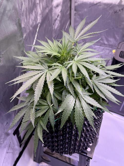 Bruce Banner 3- Autopot v Airpots. Week 6 - BB2-Day 40
