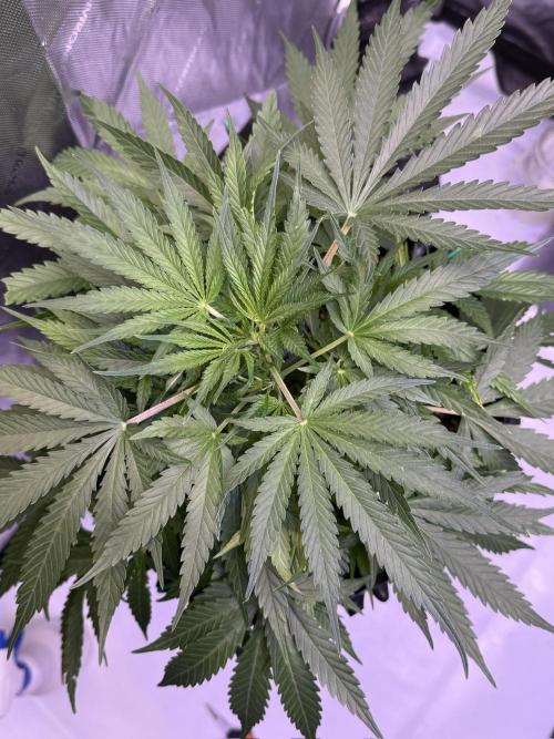 Bruce Banner 3- Autopot v Airpots. Week 6 - BB2-Day 40
