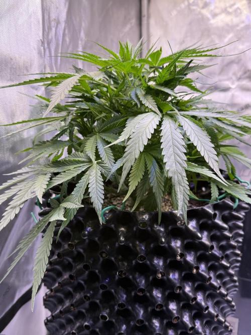 Bruce Banner 3- Autopot v Airpots. Week 6 - BB2-Day 40
