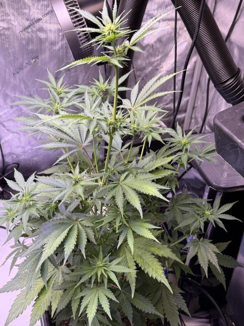 Bruce Banner 3- Autopot v Airpots. Week 6 - BB1- Day 42