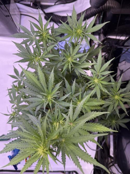 Bruce Banner 3- Autopot v Airpots. Week 6 - BB1- Day 42