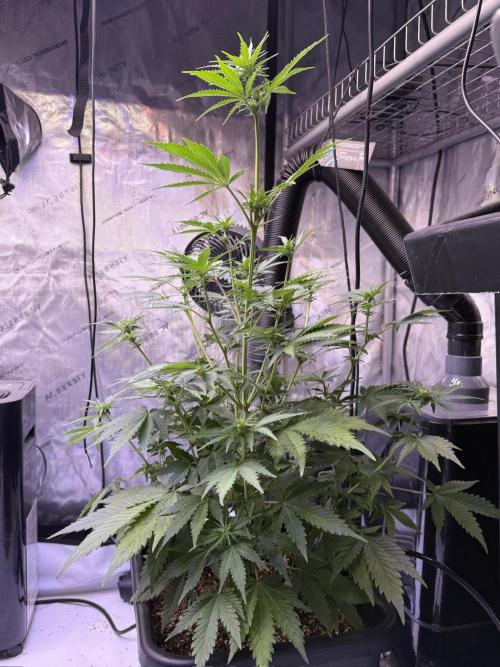 Bruce Banner 3- Autopot v Airpots. Week 6 - BB1- Day 42
