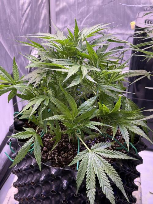 Bruce Banner 3- Autopot v Airpots. Week 6 - BB2- Day 42