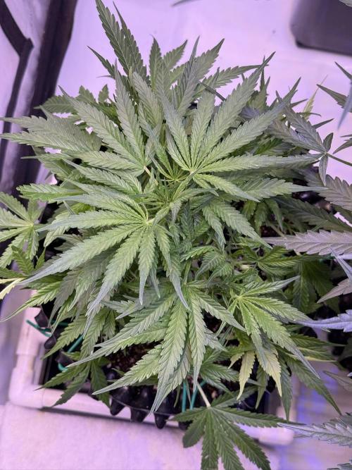 Bruce Banner 3- Autopot v Airpots. Week 6 - BB2- Day 42