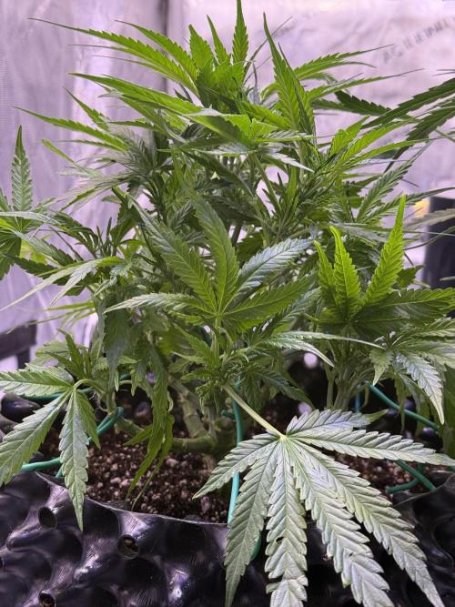 Bruce Banner 3- Autopot v Airpots. Week 6 - BB2- Day 42