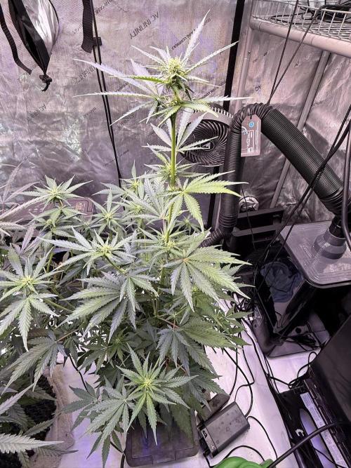 Bruce Banner 3- Autopot v Airpots. Week 7 - BB1-Day 45