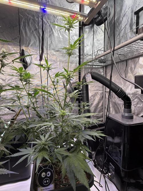 Bruce Banner 3- Autopot v Airpots. Week 7 - BB1-Day 45 