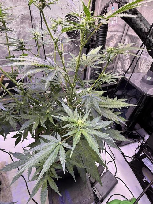Bruce Banner 3- Autopot v Airpots. Week 7 - BB1-Day 45