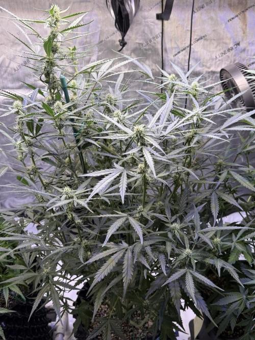 Jack Herer Auto. Week 8 - Day 53