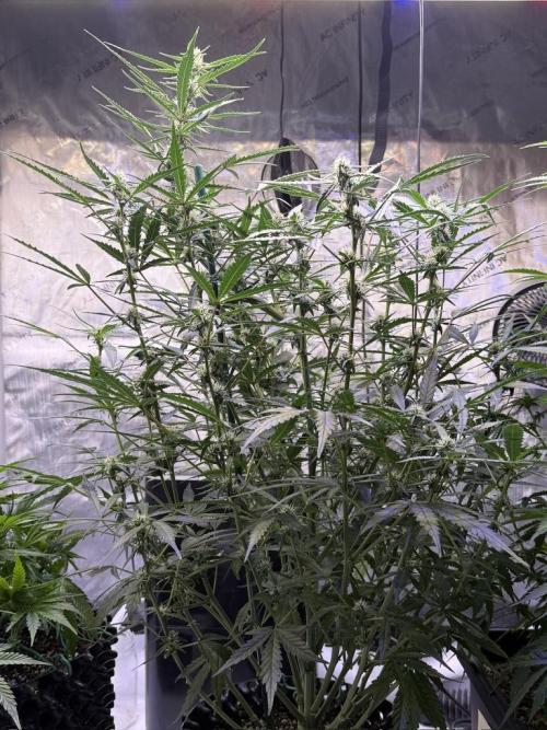 Jack Herer Auto. Week 8 - Day 53