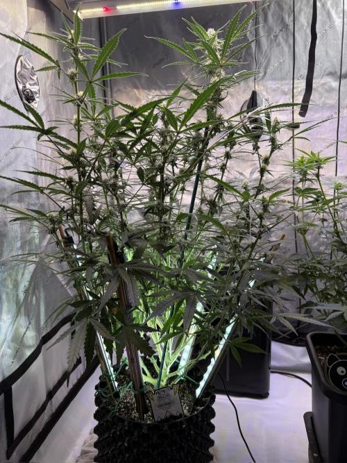 Jack Herer Auto. Week 8 - Day 55