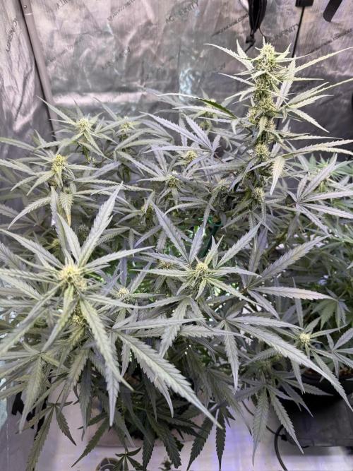 Jack Herer Auto. Week 8 - Day 55