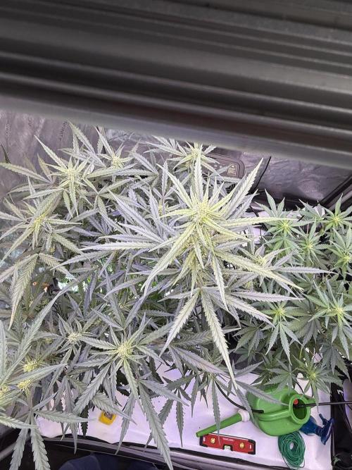 Jack Herer Auto. Week 8 - Day 55