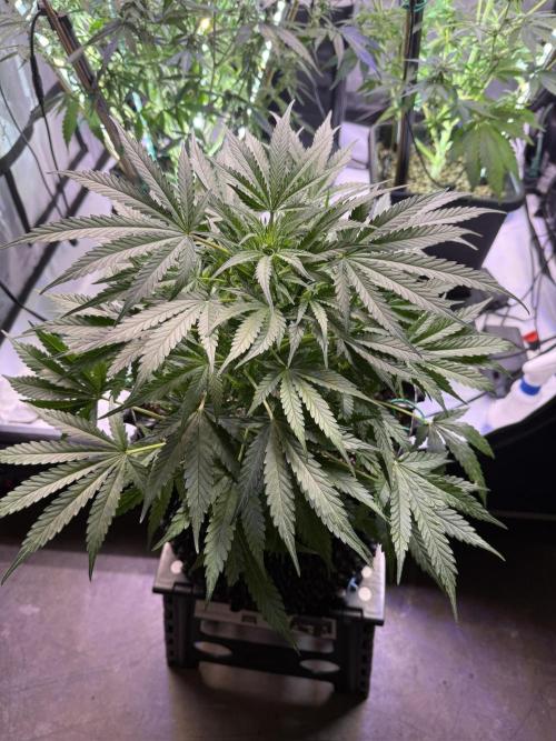 Bruce Banner 3- Autopot v Airpots. Week 7 - BB2-Day 45