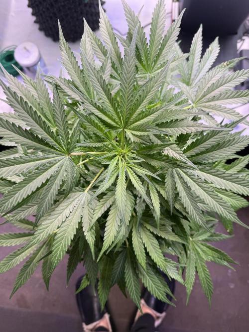 Bruce Banner 3- Autopot v Airpots. Week 7 - BB2-Day 45